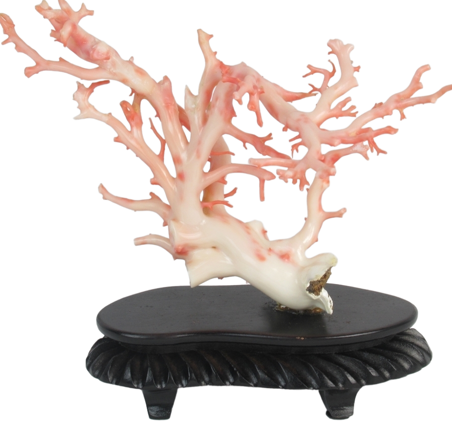 processed_桃色珊瑚